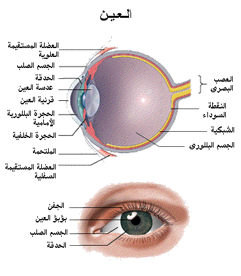 غاية الخطورة عن العين وكل ما يتعلق بها - موضوع عن العين 20160726 13