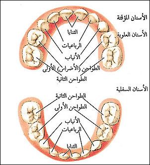 موضوع عن الاسنان 20160720 3431