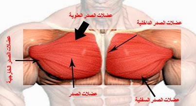 فوائد البطاطا قبل التمرين Cbc1460608F610Ad7Cd0Ef45D75Cfc54