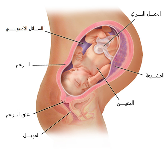 الحمل في الشهر التاسع 20160720 407