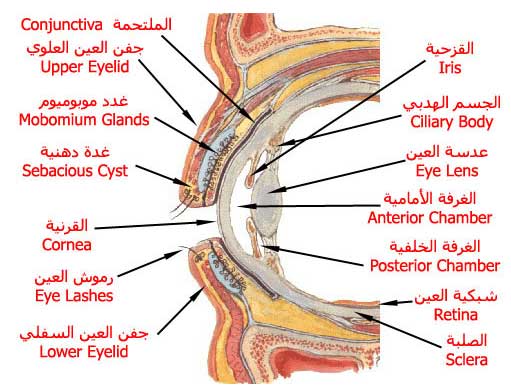 من هو اول من شرح تركيب العين 20160719 126