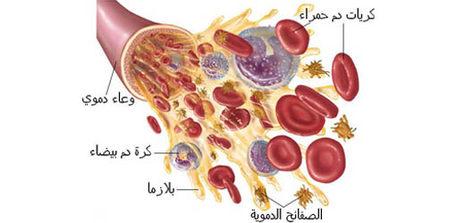 مكونات الدم - تعرفوا مما يتكون الدم 18191 1