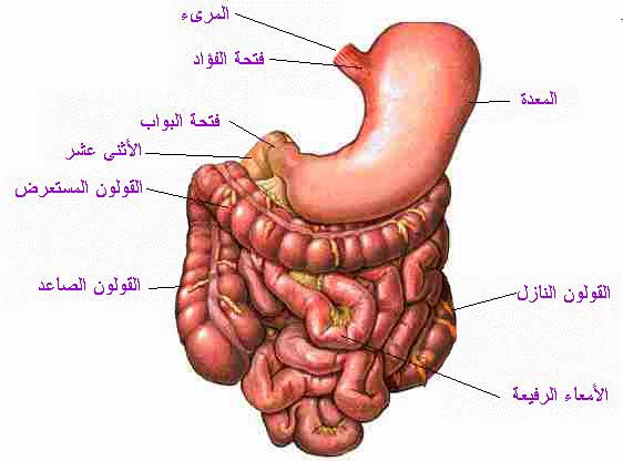 موضوع عن الجهاز الهضمي 20160720 365