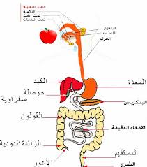 موضوع عن الجهاز الهضمي 20160720 364