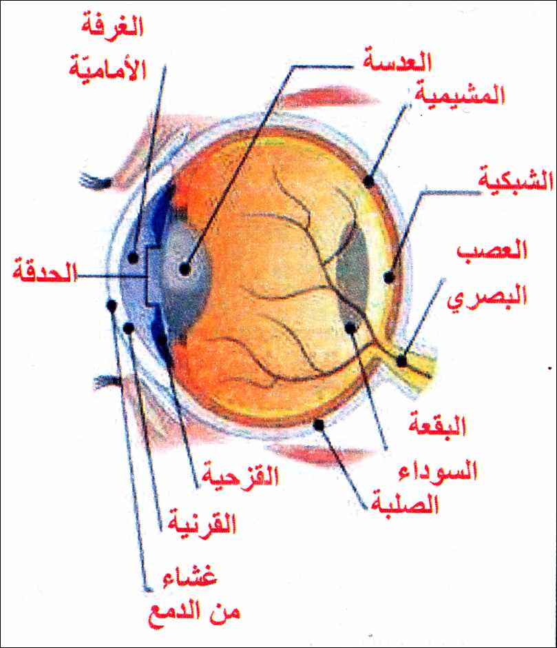 مكونات عين الانسان 20160722 1048