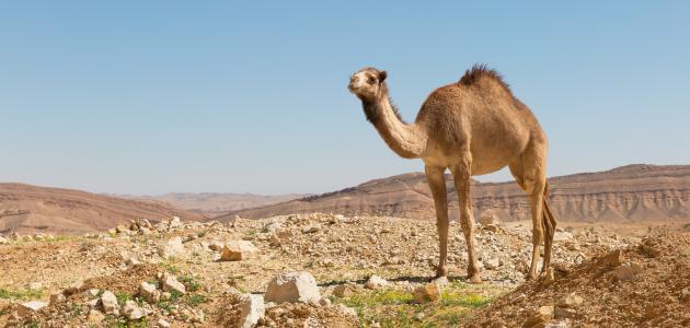 تفسير الصحراء في الحلم الصحراء بالمنام 20160701 22