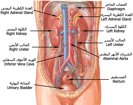 ما عدد القولون فى الانسان