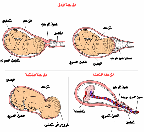 كيف تحمل المراة من الرجل بالصورة 17652