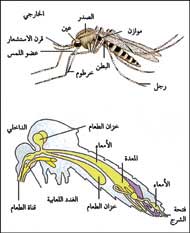 ما هى مكونات جسم البعوضة 28860 1