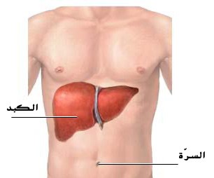 اين تقع الكبد في جسم الانسان