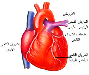 لتقوية عضلات القلب 300Px Heart