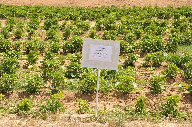 الزراعة التجارية 20160813 131