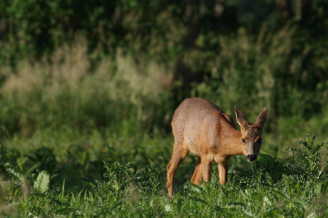 غزال انواع الغزلان كامله Gazelle