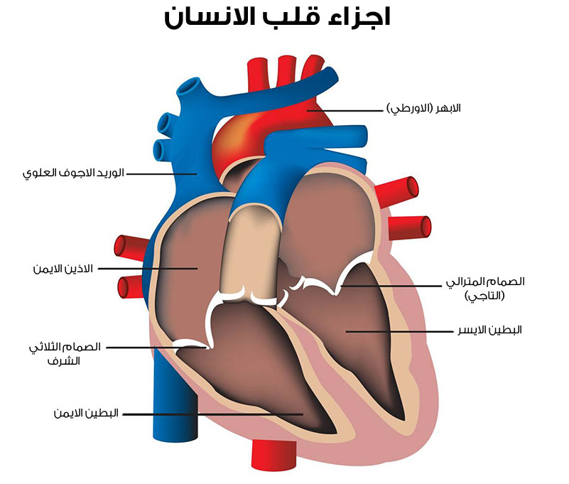 اعراض الوجع بالقلب امراض القلب