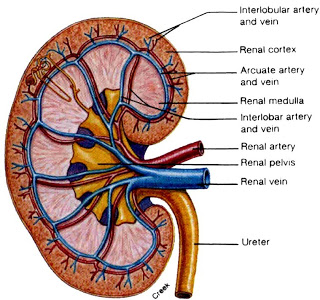 Http://1-Bp-Blogspot-Com/-K0Ud7I5Ssmm/Tk9Wvquko9I/Aaaaaaaacx0/Xbxhkydajh4/S320/Crf+-+Kideny+Section-Jpg