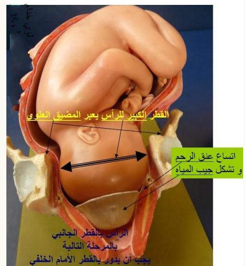 كيف يحدث الحمل عند النساء شرح مصور لعمليه تلقيح البويضه