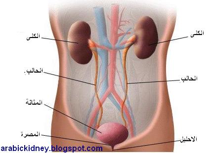 بحث حول المرض الناتج عن وجود الزلال في البول - مرض زلال البول 17673 2