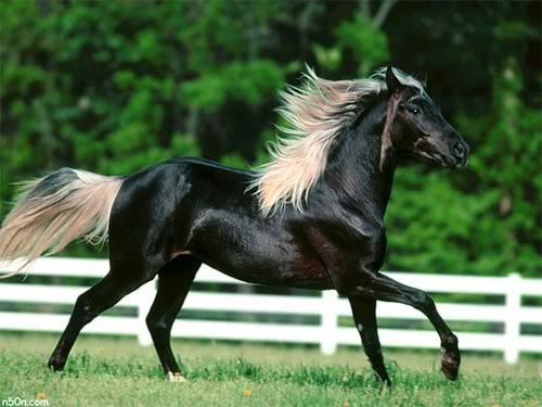 من اول ركب الخيل - اول من ركب الخيل من النبياء 20160718 1145