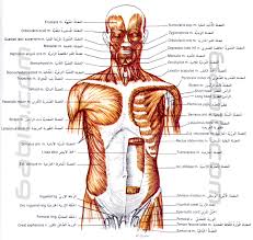 عدد عضلات الجسم 20160718 2498