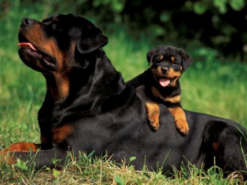 تعليم الكلب ان ينام ثابتا على الارض Rottweiler Is A Domestic Dog Of Large Size And Is Considered To Be In The List Of Intelligent Breeds Of The Dog