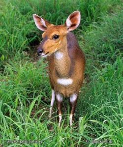 غزال انواع الغزلان كامله Gazelle