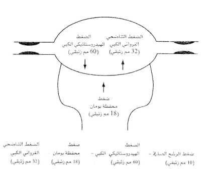 الرشح في اللغة الانجليزية 19856 2