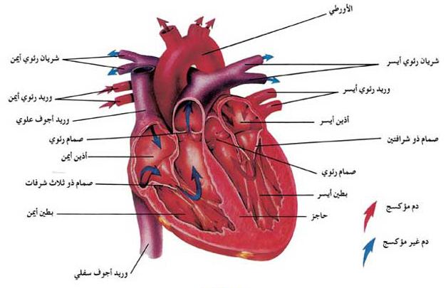 الزيادة المفاجئة في دقات القلب 20160719 3597