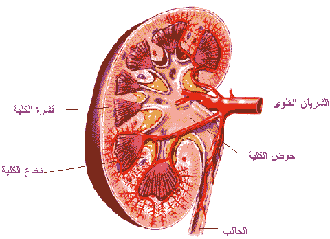 اعراض فشل وظائف الكلى Jordan