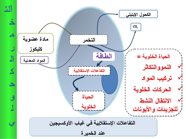 مفهوم التنفس و التخمر 20160807 855