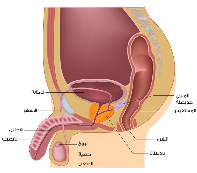 دواء لعلاج جهاز تناسلي عند الرجل علاج العجز الجنسي