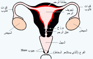 اعراض ايام التبويض-كيف اعرف انني في فترة الباضة 18494