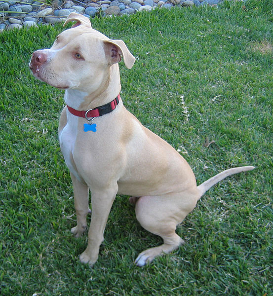 صور كلاب بيتبول American Pit Bull Terrier Seated