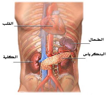 الجانب اليسر من التجويف البطني