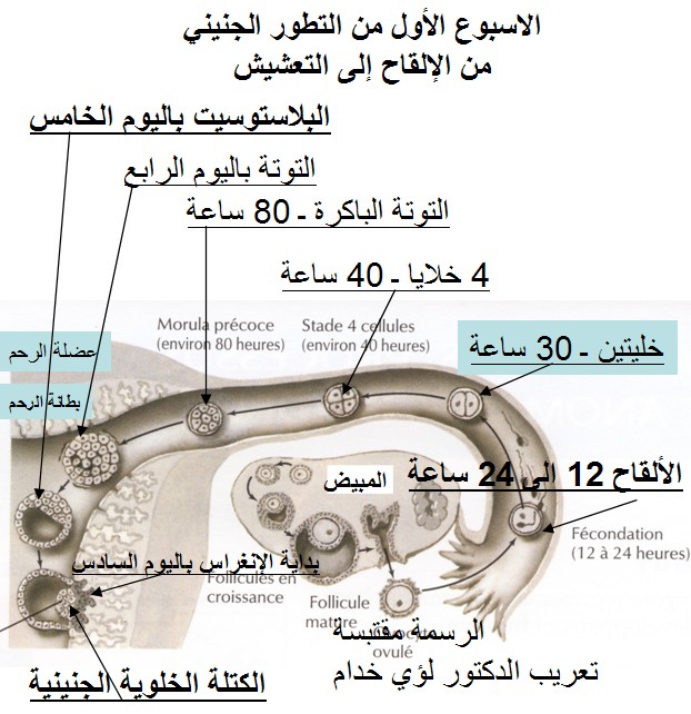 اعراض تلقيح البويضة مباشرة 247884