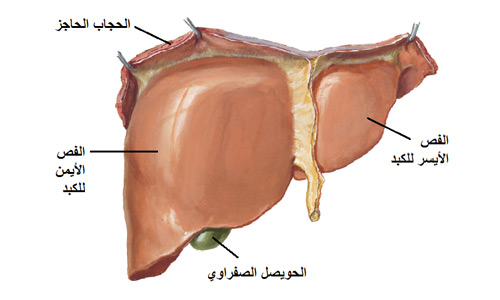 وظيفة الكبد في جسم الانسان