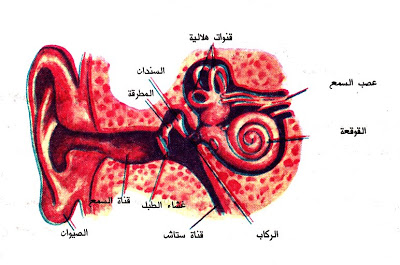 الحواس ووظائفها 20160719 4077