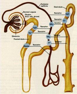 Http://3-Bp-Blogspot-Com/-Kjlds8Fhyqc/Tk9Wik6Ihvi/Aaaaaaaacxw/Rofwwzocehs/S320/Crf+Nephrone-Gif