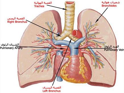 مداواه سرطان الرئه بالاعشاب 20244 2