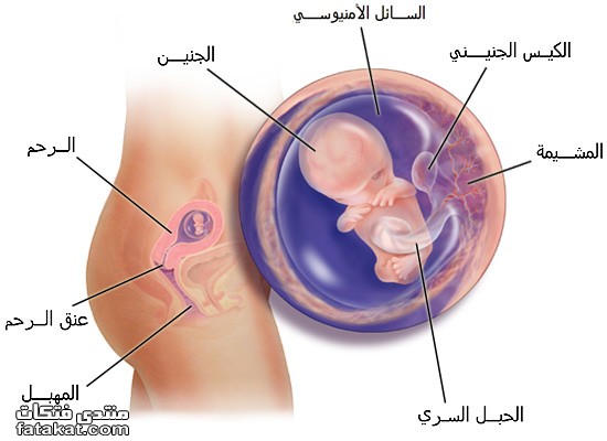 مراحل تكوين الجنين شهر بشهر 2015120920-Png