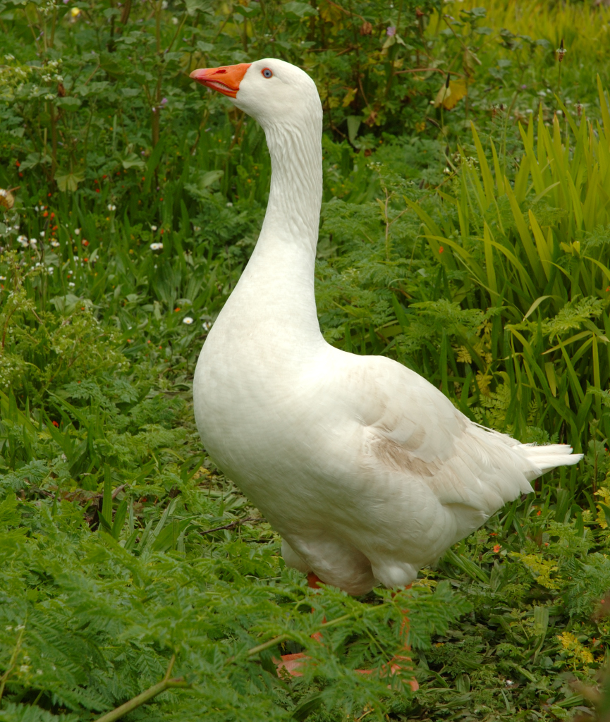 اول طير اليف Goose