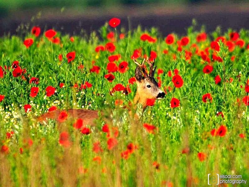 صور غزلان , اجمل صور للغزلان