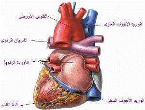 الاعراض الواضحة لاصحاب مرض القلب