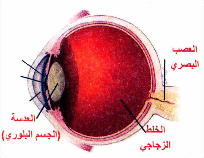 اول من شرح تركيب العين هو