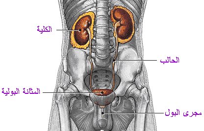 اعراض الفشل الكلوي