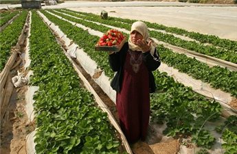 الزراعة المعاشية تعريف