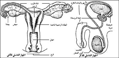 مراحل الاخصاب عند المراة