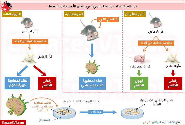 الفرق بين الاستجابة المناعية الخلطية و الخلوية 201512026