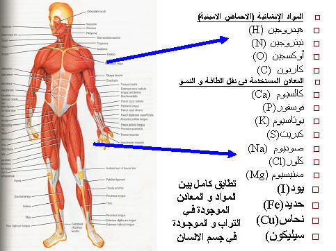 كم عدد عضلات جسم النسان F092870F80Ba6571Ee0134Aad1Ccb44B 1