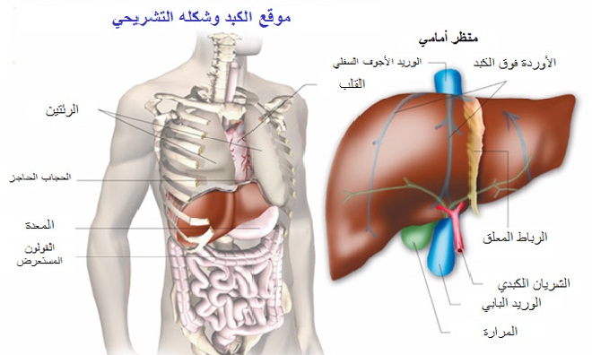 اعراض مرض الكبد 20160730 399