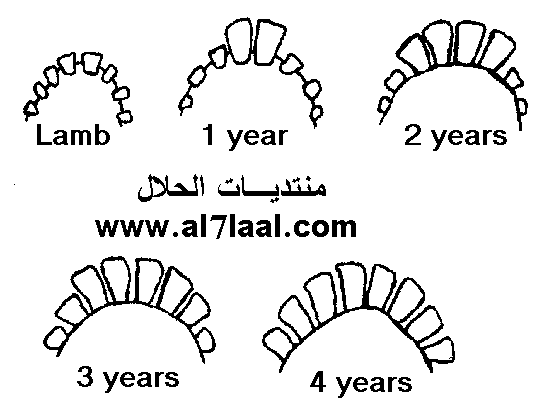 عدد اسنان الجمل - كم عدد اسنان الجمل 144364